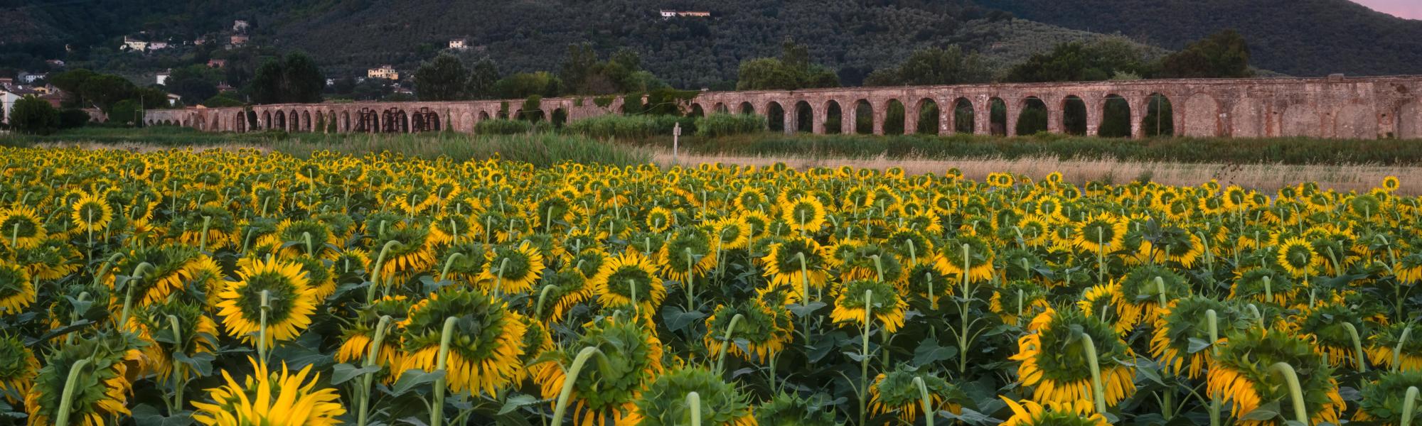 Acquedotto Mediceo