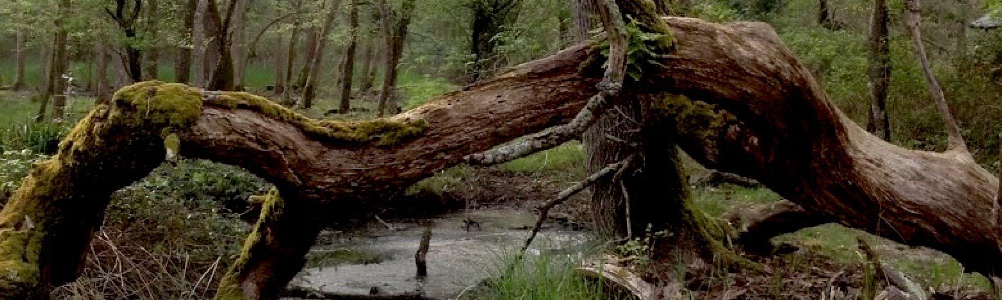 Vegetazione Parco di San Rossore (L. Corevi, Comune di Pisa)