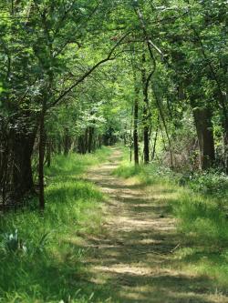 La foresta incantata