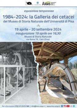 1984-2024: La Galleria dei cetacei 