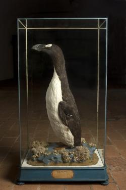  'Alca impenne' Museo di Storia Naturale (S. Pozzuoli)