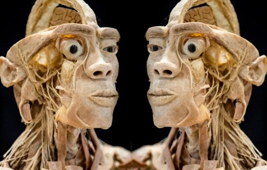 Real Human Bodies - Una Mostra di veri corpi umani – CALAMBRONE