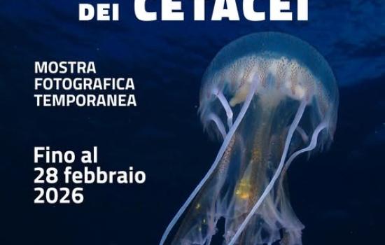 Biodiversità nel santuario dei cetacei. Mostra fotografica - PROROGATA AL 28 FEBBRAIO 2026