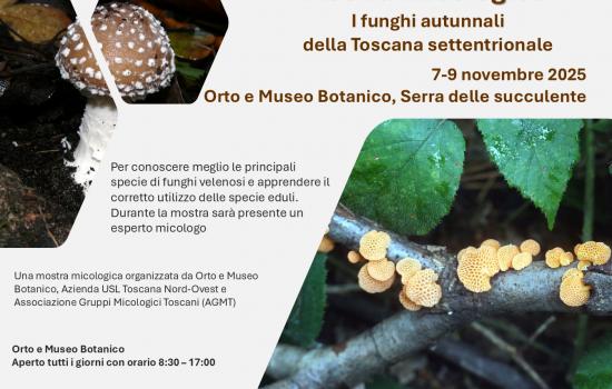 Mostra micologica. I funghi autunnali della Toscana settentrionale 