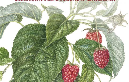 Un fiore al giorno - mostra al Museo della Grafica