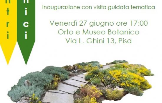 La collezione di Santolina all'Orto Botanico
