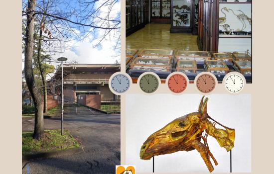Aperture straordinarie del Museo Anatomico Veterinario - ottobre 2025