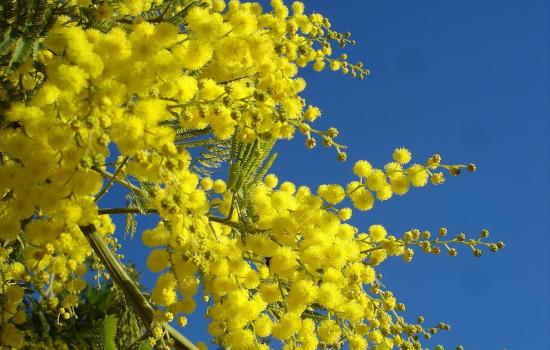 Marzo delle donne 2026