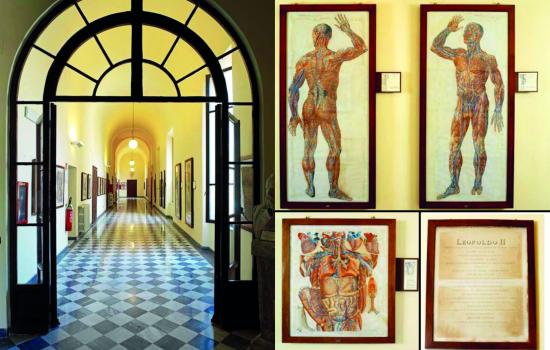 Scuola medica e Musei di Anatomia Umana e Patologica