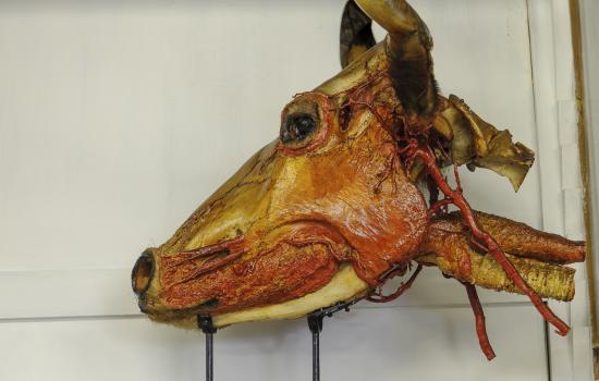 Museo Anatomico Veterinario