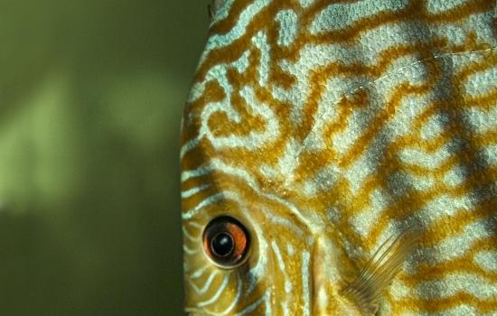 Museo di Storia Naturale di Calci per i più piccoli