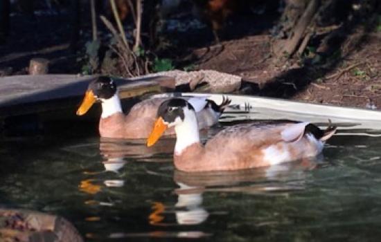 Ippooasi per i più piccoli