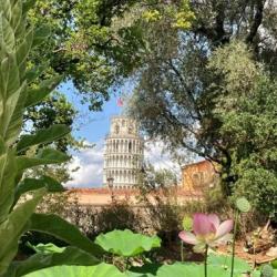 Mura Botaniche - speciale maggio 2025 