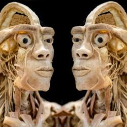 Real Human Bodies - Una Mostra di veri corpi umani – CALAMBRONE
