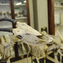 Museo Anatomico Veterinario - aperture straordinarie maggio 2025 