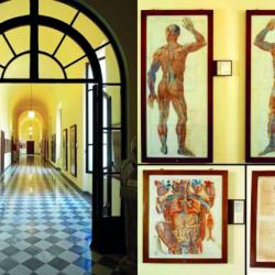 Apertura straordinaria del Museo di Anatomia Umana 