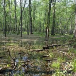 Natale al Parco di San Rossore - mercato 2025