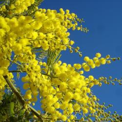 Marzo delle donne 2026