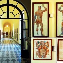 Interno museo di Anatomia Umana (Museo di Anatomia Umana)